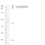 LADIES BAND 1.00CT ROUND DIAMOND 14K WHITE GOLD - Image 6