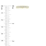 LADIES BAND 1.00CT ROUND DIAMOND 14K YELLOW GOLD - Image 6